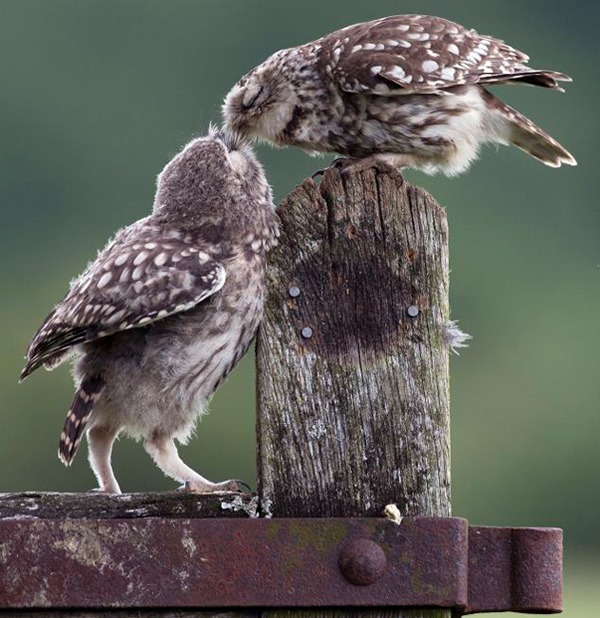 Ӣ��һֻèͷӥ���������ιʳ�ƽ���