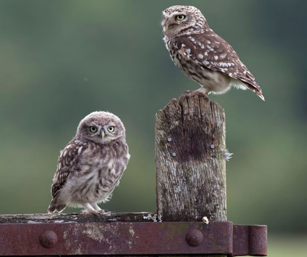 Ӣ��һֻèͷӥ���������ιʳ�ƽ���