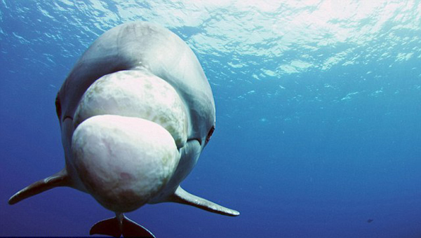 野生生物纪录片潜水机器人潜入海底拍摄海洋生物的秘密生活