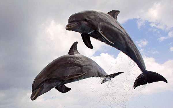 野生生物纪录片潜水机器人潜入海底拍摄海洋生物的秘密生活