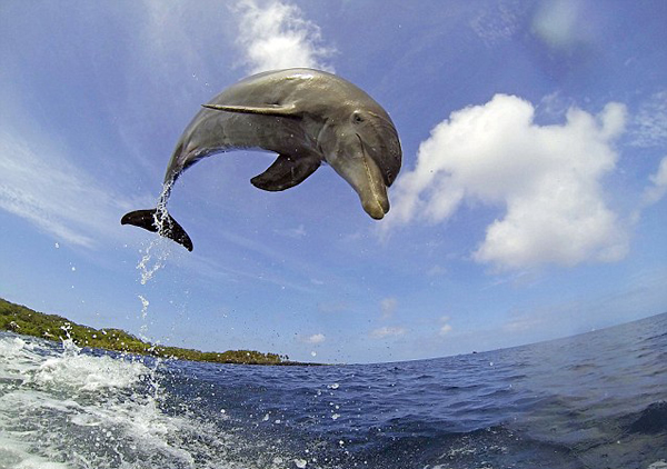 野生生物纪录片潜水机器人潜入海底拍摄海洋生物的秘密生活