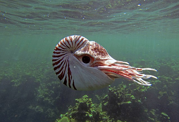 野生生物纪录片潜水机器人潜入海底拍摄海洋生物的秘密生活