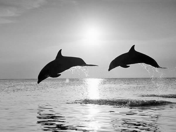 18种齿鲸亚目动物视夏威夷水域为故乡