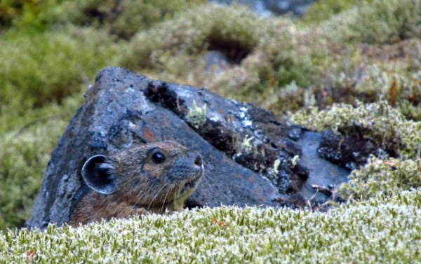 低地鼠兔的食物是苔藓