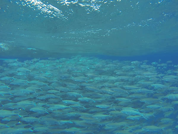 巴哈马群岛浅水区北梭鱼产卵造成海底“龙卷风”