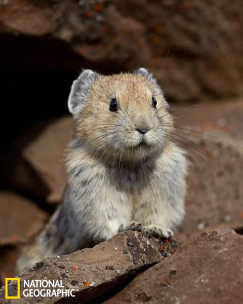 北美鼠兔看起来很萌,但它们却具有不一般的新陈代谢机制,可以使它们适应变化很大的环境条件