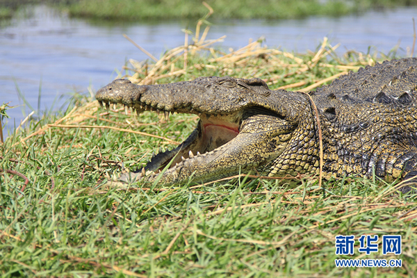 在与津巴布韦交界的博兹瓦纳乔贝国家公园,一只鳄鱼正在岸边晒太阳。图片摄于8月27日。