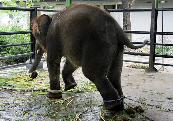 印尼苏腊巴亚动物园一头小象三条腿都被戴上镣铐