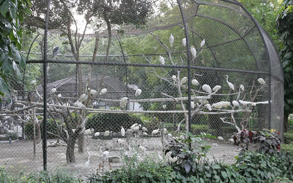 印尼苏腊巴亚动物园150多只鹈鹕被塞进一个笼子里