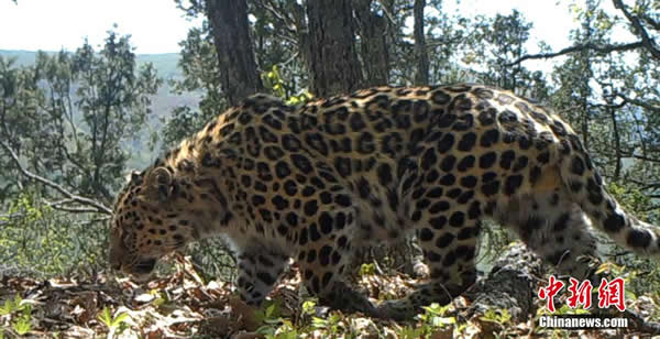 黑龙江首次拍摄到东北豹活体高清晰视频影像