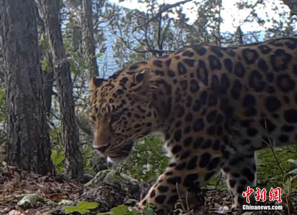 黑龙江首次拍摄到东北豹活体高清晰视频影像