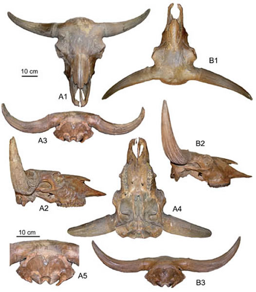 草原野牛(Bison priscus)头骨。(同号文供图)