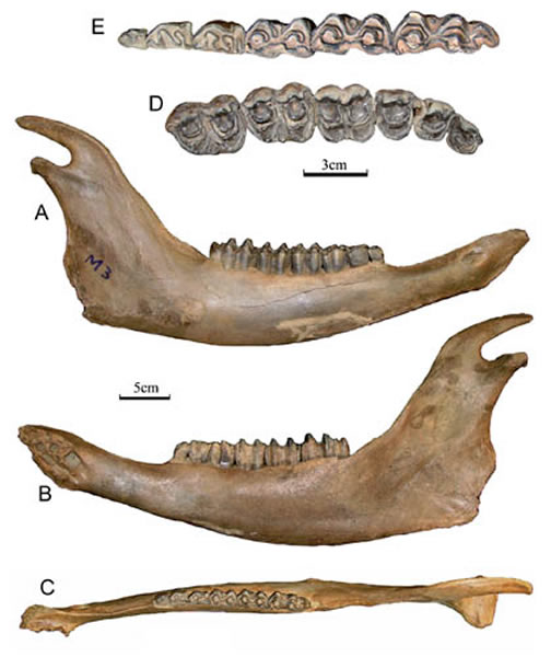 草原野牛(Bison priscus)下颌骨及颊齿列。(同号文供图)