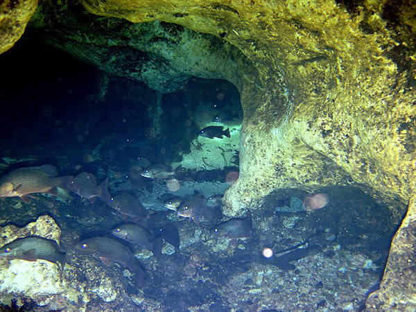 美国佛罗里达州父子在潜水胜地鹰巢槽不幸同时遇难