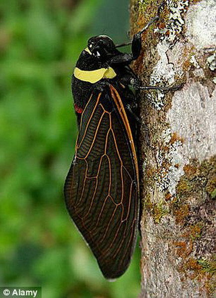 蛰伏17年的“周期蝉”