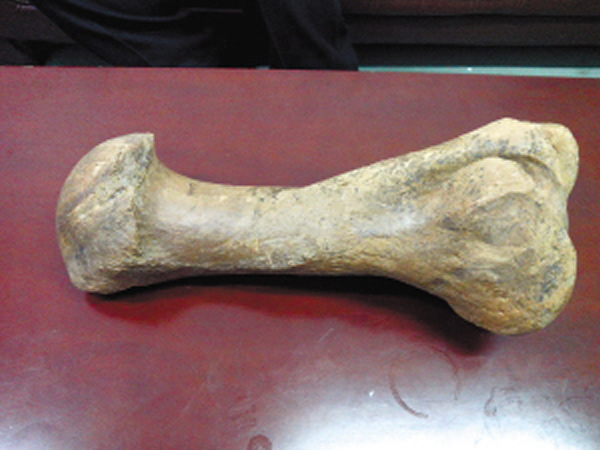 哈尔滨建筑工地捡到2万年前披毛犀化石