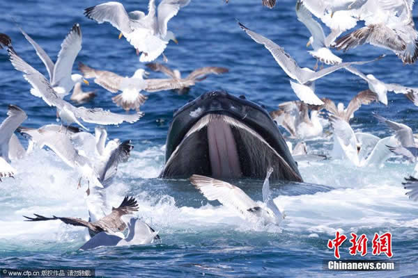 ��Ÿ�Ӿ���Ŀ��ж�ʳ