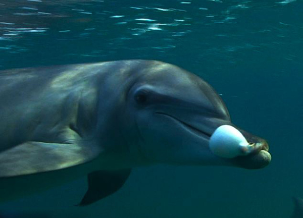 Ӣ��BBC��¼Ƭ��Dolphins: Spy in the Pod�����غ���Ҳ�ᡰ������