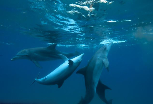 Ӣ��BBC��¼Ƭ��Dolphins: Spy in the Pod�����غ���Ҳ�ᡰ������