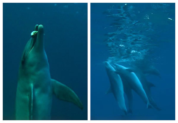 Ӣ��BBC��¼Ƭ��Dolphins: Spy in the Pod�����غ���Ҳ�ᡰ������