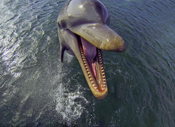 Ӣ��BBC��¼Ƭ��Dolphins: Spy in the Pod�����غ���Ҳ�ᡰ������