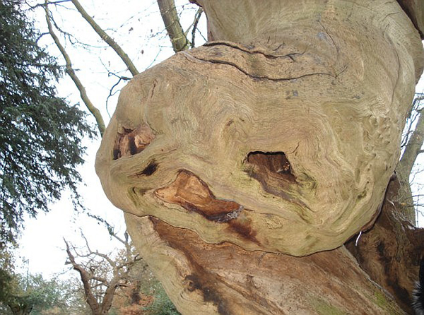 Ӣ�����귢���������ɵ����ֿ���������ET����