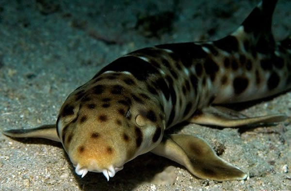 “会行走”的鲨鱼