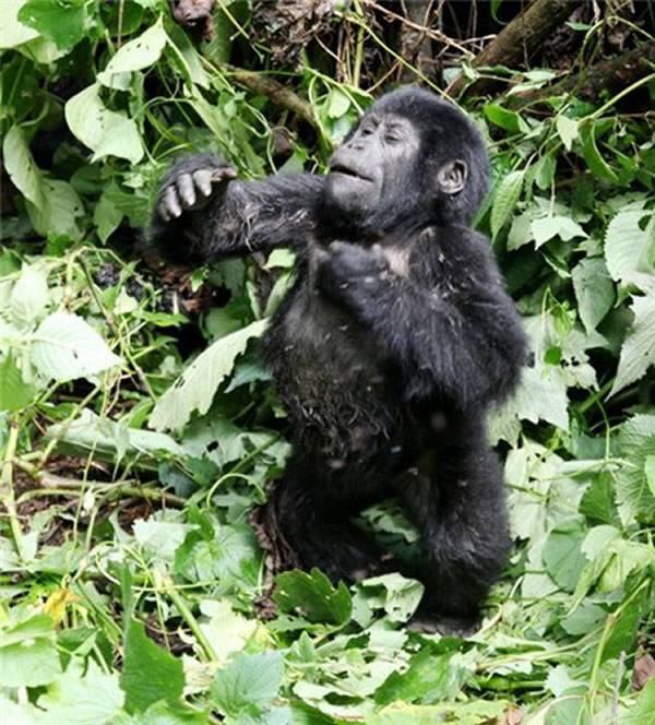 乌干达国家公园小猩猩从树上摔下猛力捶胸显露“霸气”