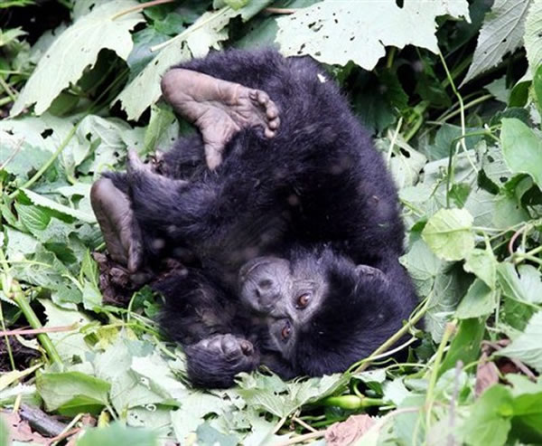 乌干达国家公园小猩猩从树上摔下猛力捶胸显露“霸气”