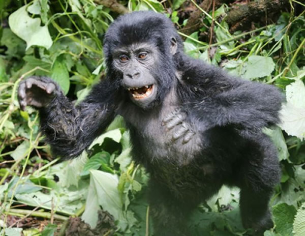 乌干达国家公园小猩猩从树上摔下猛力捶胸显露“霸气”