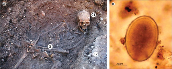 �������������Ⱦ�׳�