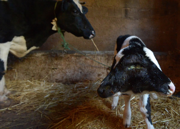 Ħ����˫ͷСţ��Sana Saida��