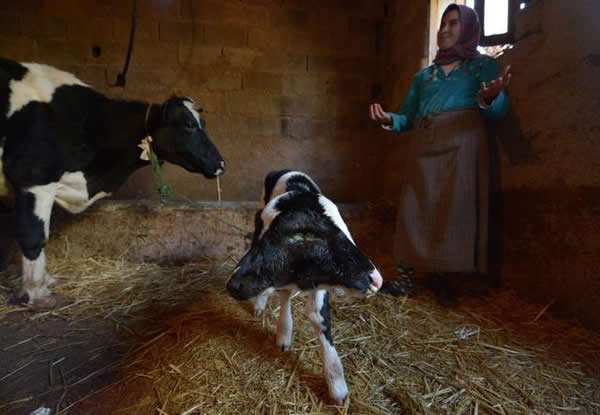 Ħ����˫ͷСţ��Sana Saida��