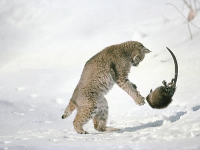 ����ηǿ�д�սɽè���ս��ɳ��