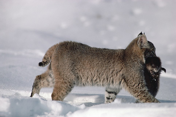 ����ηǿ�д�սɽè���ս��ɳ��