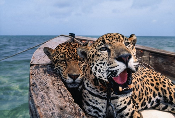 Ƭɰᡤ˹ͼ B. Anthony Stewartī硣