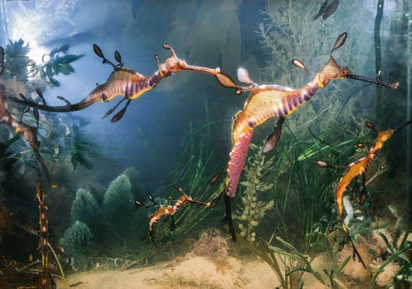 1977꣬ɱޣPaul A. ZahlڰĴǡ