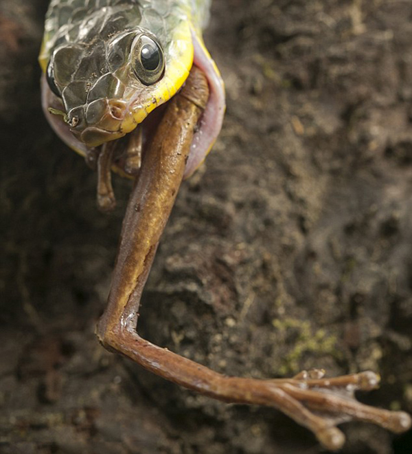 “黑森林赛车蛇”捕食树蛙
