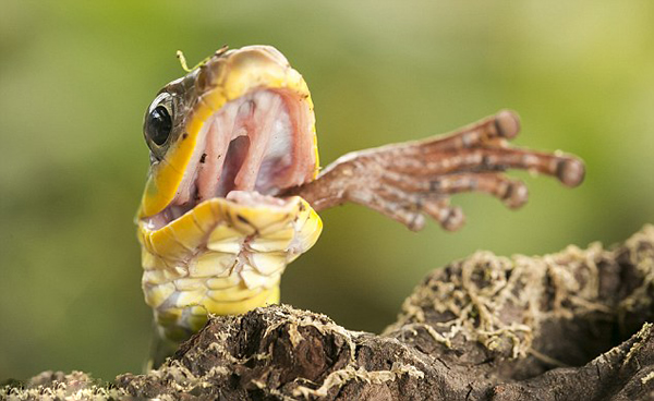 “黑森林赛车蛇”捕食树蛙