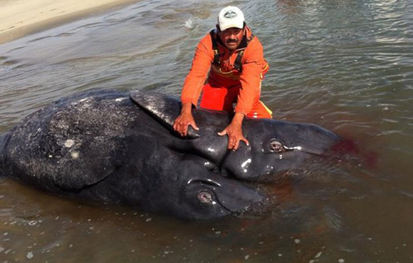 墨西哥海岸发现一对已死亡的连体灰鲸