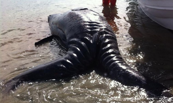 墨西哥海岸发现一对已死亡的连体灰鲸
