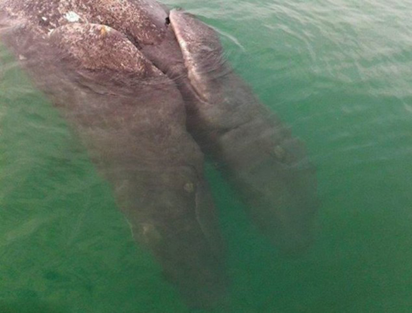 墨西哥海岸发现一对已死亡的连体灰鲸