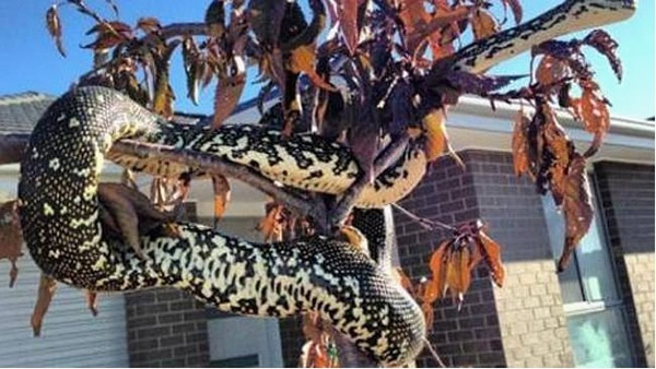 澳大利亚堪培拉巨蟒出逃