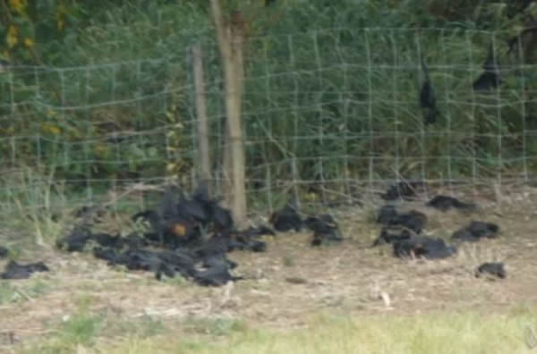 澳大利亚10万只蝙蝠因无法抵御热浪而死亡