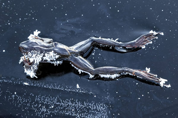 Ų������һֻ���ܱ������ڱ�����