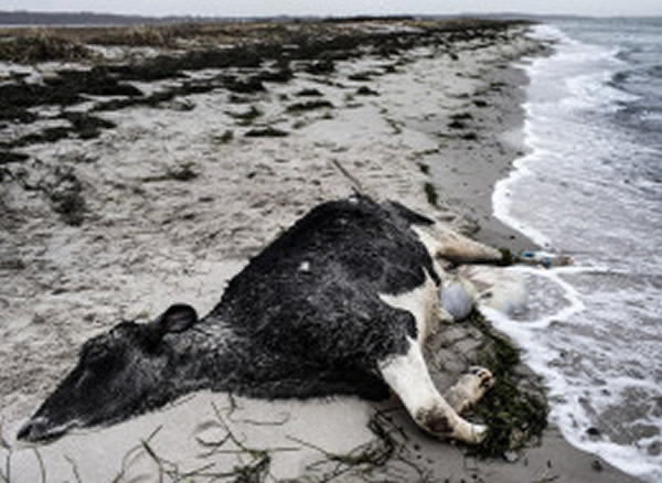 ������亣̲������ʮͷ��ţʬ��