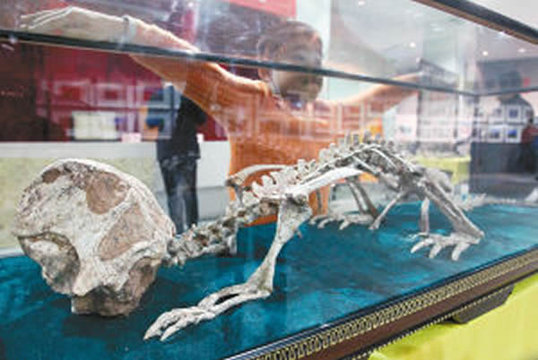 164件珍贵化石标本捐赠陕西自然博物馆