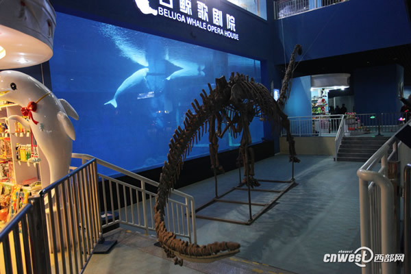 极地馆白鲸歌剧院来了让人震撼的马门溪龙