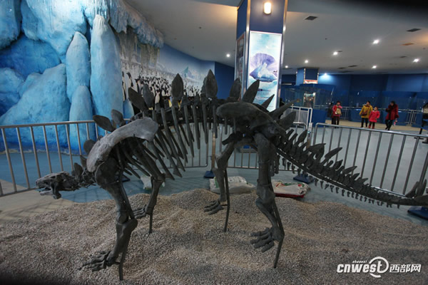 四川自贡恐龙博物馆运来的国宝级恐龙化石已在极地馆震撼登场