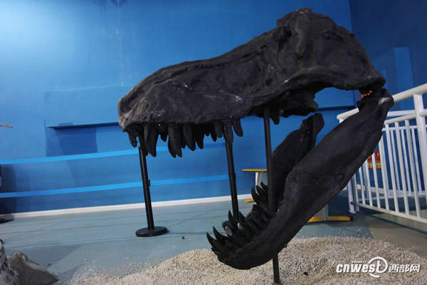 四川自贡恐龙博物馆运来的国宝级恐龙化石已在极地馆震撼登场
